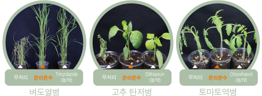 벼도열병/고추탄저병/토마토역병